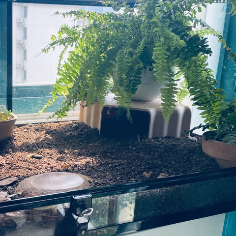 Discover the Ultimate 3D Printed Underground Cave Hideout for Your Lizards, Turtles, and Spiders - Perfect for Reptile Habitats and Aquariums!