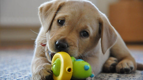 The Benefits of Dog Toys: Why Every Pup Needs Them