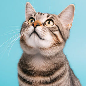 For Cats