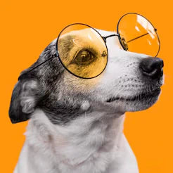 For Dogs