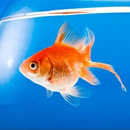 For Fish