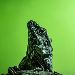 For Reptiles
