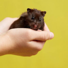 For Small Pets