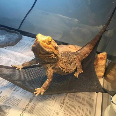 Ultimate Reptile Hammock Lounger Set for Bearded Dragons, Anoles, Geckos, and Snakes - Perfect for Small and Large Pets!