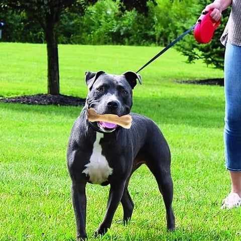 Irresistible Dog Teething Bone - Beef Flavor, Safe & Durable Chew Toy for Medium Dogs